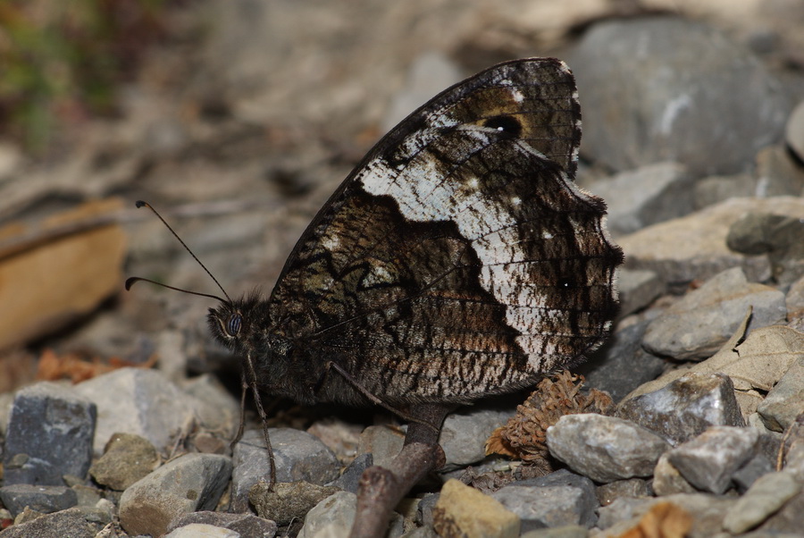 Nymphalidae Satyrinae da determinare